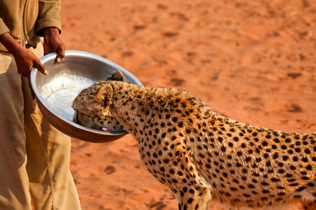 Feeding leopard meat in the Kalahari Desert. Namibia.の写真素材