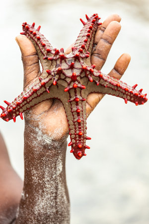 A starfish on an African male palm.の写真素材