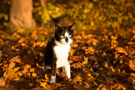 Black and white kitten among autumn leaves in the park.の写真素材