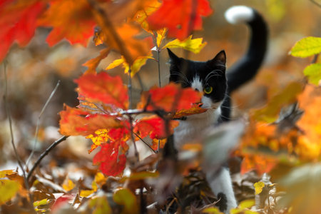 Black and white kitten in the autumn park.の写真素材