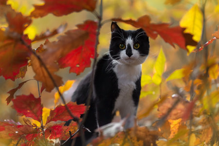 A black and white cat peeks out from behind autumn leaves.の写真素材