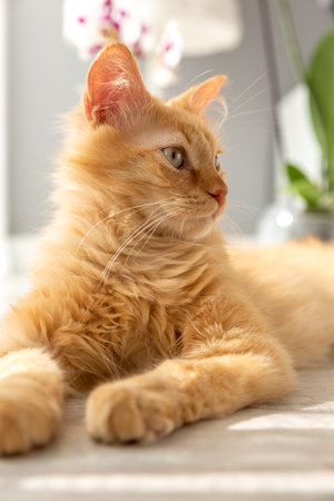 Portrait of a cute red kitten that looks to the side. .の写真素材