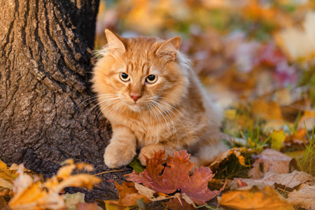 A ginger kitten sits near a tree on an autumn day. autumn background.の写真素材