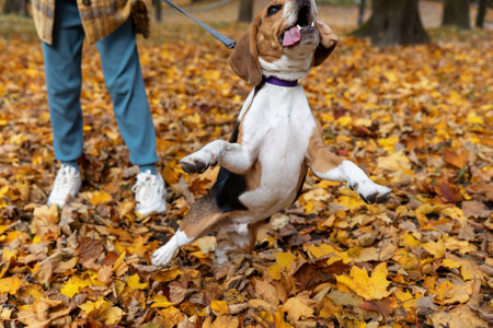 Beagle dog in motion against the background of yellow leaves. autumn background.の写真素材