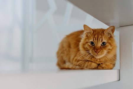 A beautiful ginger kitten sits on a stair step in an apartment.の写真素材