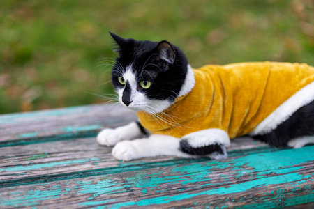 Black and white cat in a yellow sweater on a park bench.の写真素材