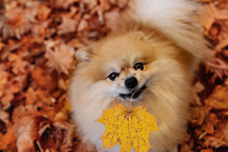 A beautiful spitz holds a yellow autumn leaf in his mouth. Top view.Autumn backgroundの写真素材
