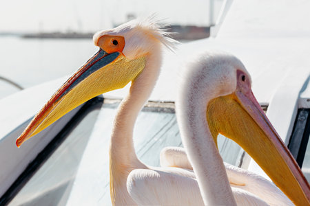 Pelicans (Pelecanus onocrotalus) on a yacht. Walfish Bay, Namibia, Africa. close-up. selective focusの写真素材