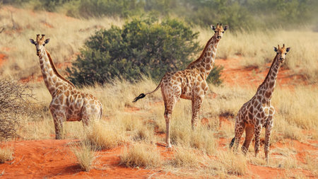 Giraffes in the Kalahari desert. Namibia. africa. A trip to Africa. African safariの写真素材
