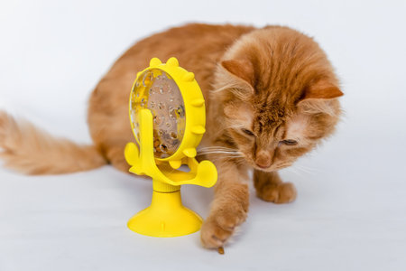 Red cat near a with dry food on a white background.Rotating yellow dry animal food toyの写真素材