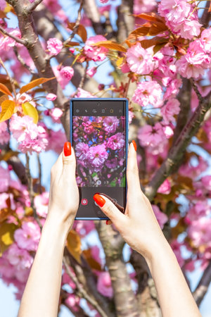 Women's hands hold the phone. Girl photographing sakura blossomの写真素材