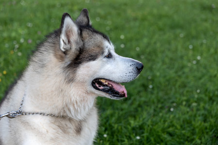 Portrait of a large Malamute dog in profile. green backgroundの写真素材