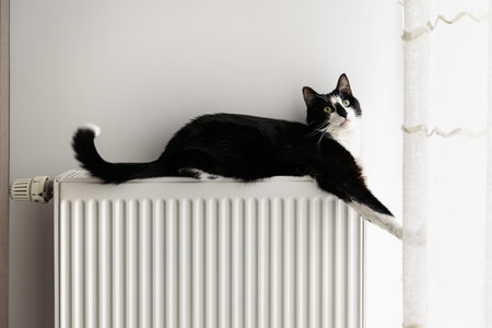 The cat lies on a heating radiator and looks up against the background of a white wall.