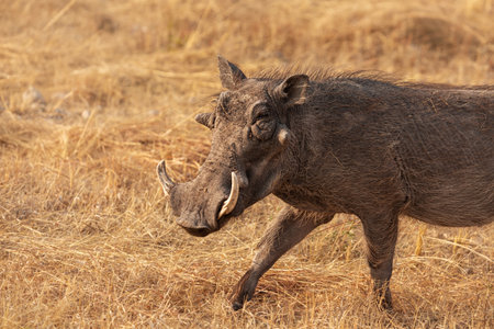 African warthog running in Etosha National Park. Namibiaの写真素材