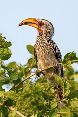 Toko Namibian sit in a tree. Etosha National Park. Namibiaの写真素材