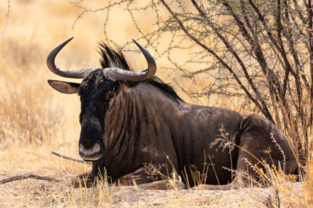 A blue wildebeest sits near a bush in Etosha National Park, Namibiaの写真素材