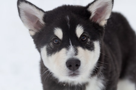Portrait of a Siberian Husky puppy.Close-upの写真素材