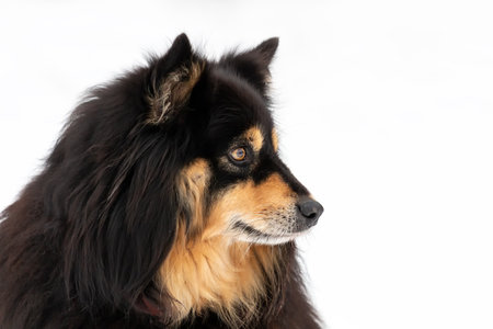 Portrait of a Finnish Lapphund dog on a white backgroundの写真素材