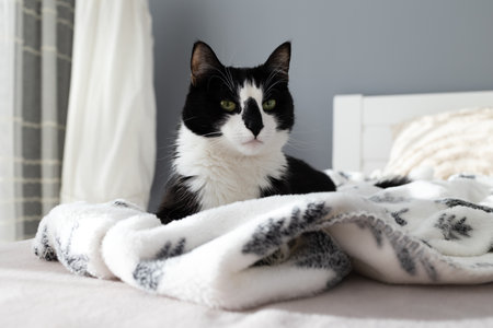Cute black and white cat lies on a bed on a plaidの写真素材