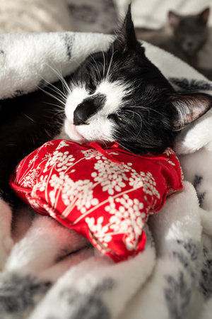 A cute black and white cat sleeps on a red pillow under a blanket.の写真素材