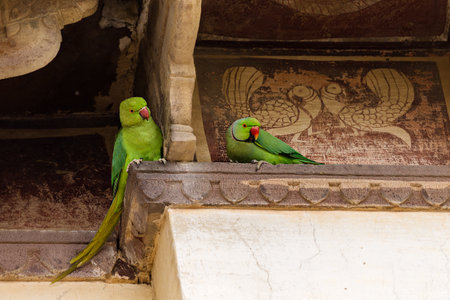 Two green parrots sit on a temple in Indiaの写真素材