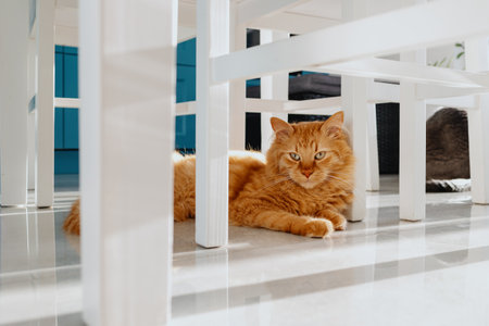 The cat lies under the table on the tiled floor in the kitchen.の写真素材