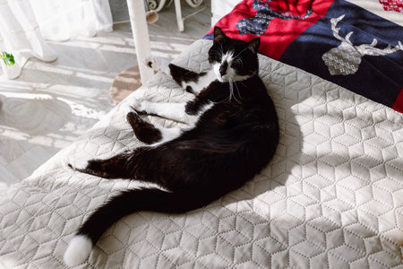 Black and white cat lies on the bedの写真素材