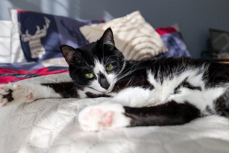 A black and white cat is laying on a bedの写真素材