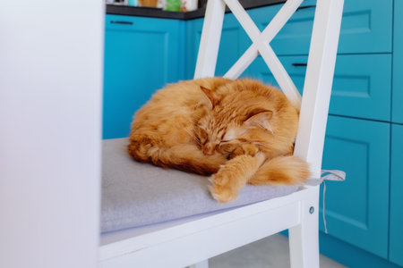 A cat is sleeping on a chair with a blue cabinet behind it.の写真素材