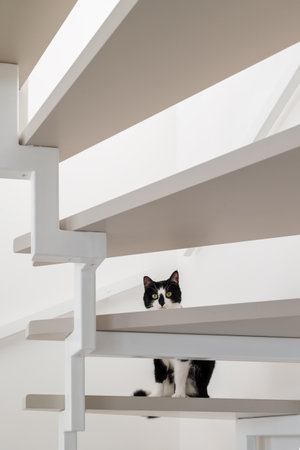 A black and white cat is looking down from the bottom of a set of stairs.の写真素材