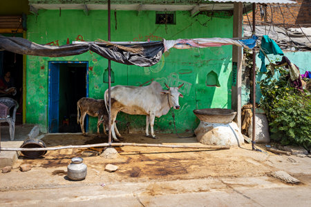 A cow with a calf stands near a rural house. Indiaの写真素材