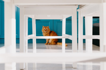 A cat sits under a table in a kitchen.の写真素材