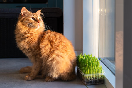 The cat sits on the floor in the room and looks out the windowの写真素材