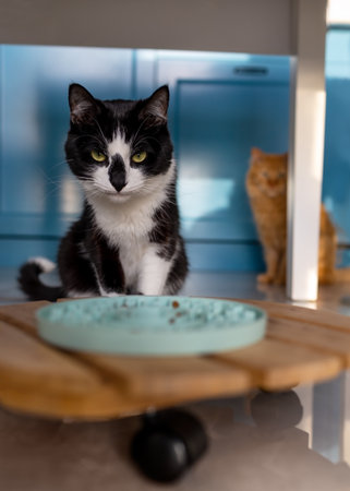 The cat is sitting near the bowl of dry food in the kitchen.の写真素材