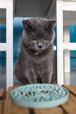 A sad cat sits and looks at a bowl of food.の写真素材