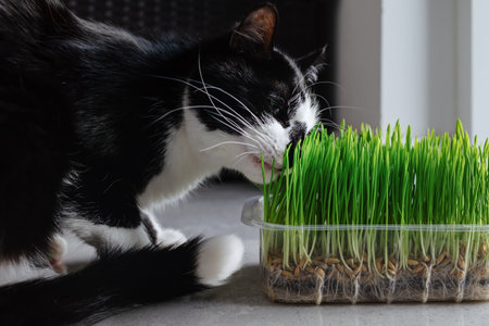 A cat sniffing grass in a container.の写真素材