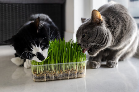 Two cats are eating grass from a container.の写真素材