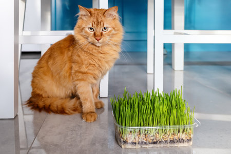 A cat sits next to a container of grass.の写真素材