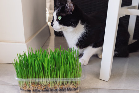 The cat sits near the container with grass and looks out the windowの写真素材