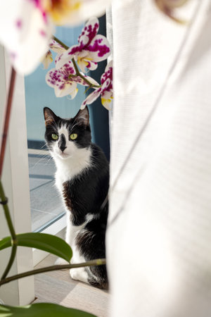 The cat sits near the window and orchidsの写真素材