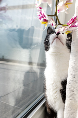 A black and white cat looking at a flowerの写真素材