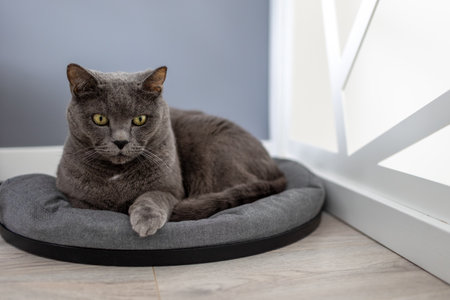 A cat is lying on a cat bedの写真素材