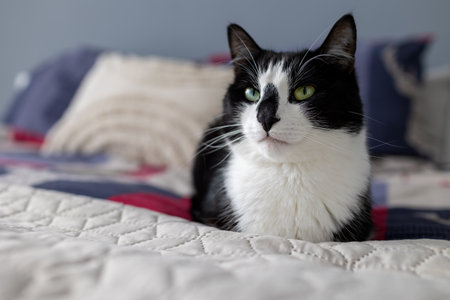 Black and white cat sits on the bed and looks awayの写真素材