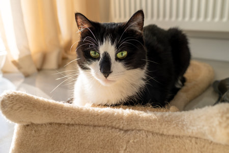 Black and white cat with green eyes sits on a scratching postの写真素材