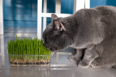 Cat eats grass in a containerの写真素材