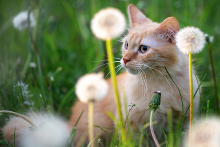 The cat sits in a meadow with dandelionsの写真素材