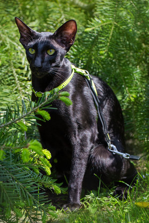 Black oriental cat with a leash in the forest.の写真素材