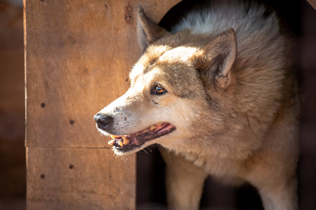 Big dog peeking out of the dog houseの写真素材