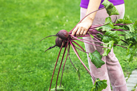The girl holds in her hand a bunch of beets plucked from the garden.の写真素材