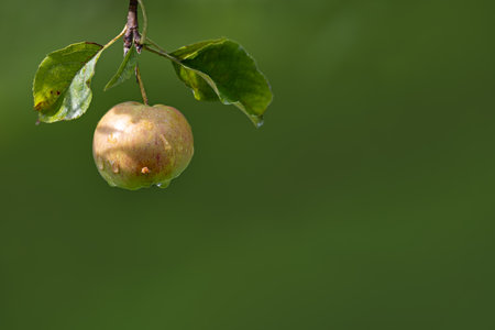 An apple hangs on a branch on a green blurred background. There is space for text.の写真素材